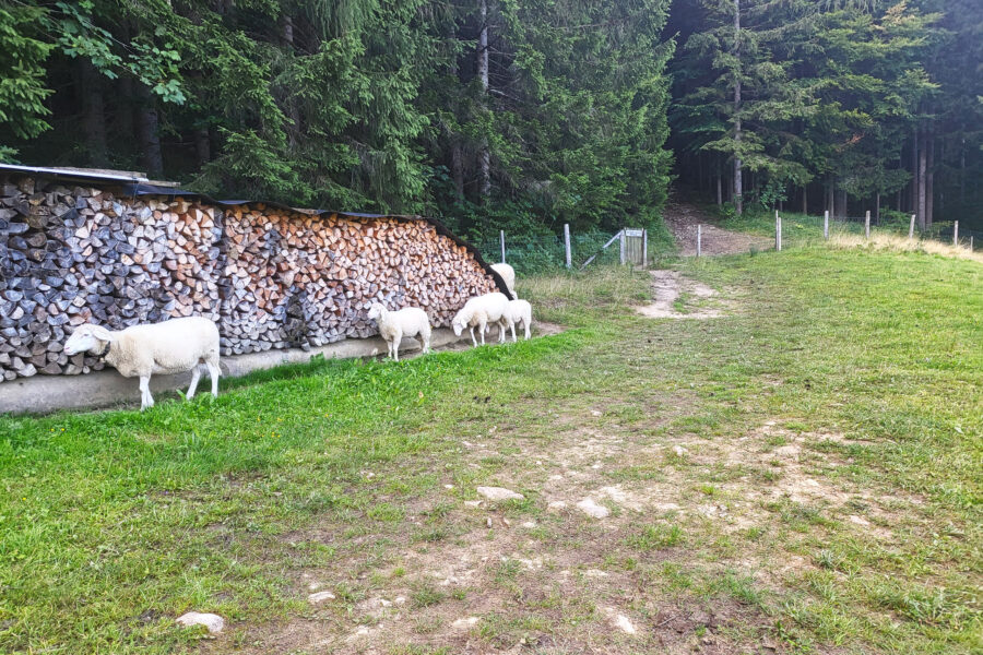 Die Schafe haben’s hier fein. Foto: Anna, POW AT