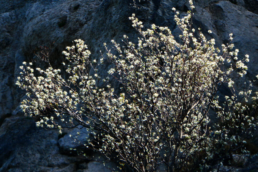 Neuschnee? Nein: Felsenbirne in voller Blüte! Foto: Karl Plohovich
